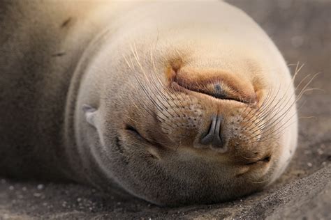 Sea Lion in the Galapagos Islands | An Afternoon Snooze