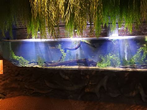 Ohio River's & Lakes Small Fish exhibit tank - ZooChat