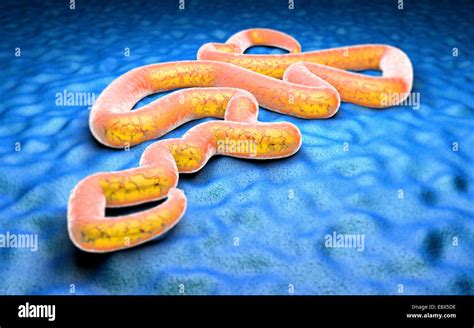 Ebola virus under a microscope danger contagion epidemic Stock Photo ...