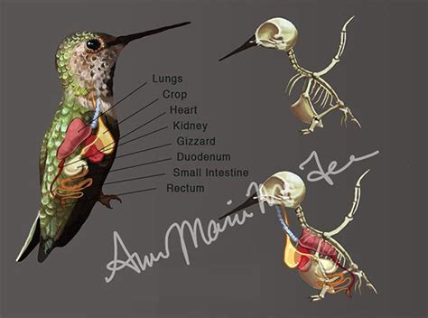 the anatomy of a hummingbird and its skeleton