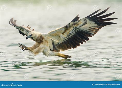 Sea eagle hunting stock photo. Image of bird, nature - 22549500