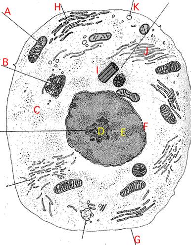 Review of Cell Structure