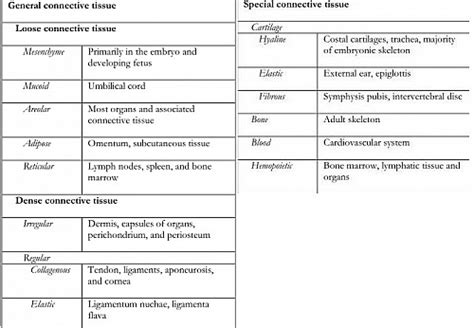 Connective Tissue Types, Functions and Location - Jotscroll