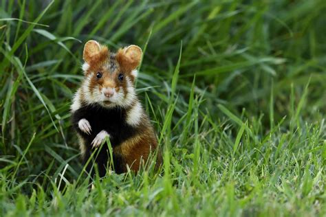 Syrian Hamsters In The Wild