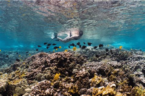 Kona Snorkel Tour (departs 10 mins from Kailua-Kona) - The Hawaii ...