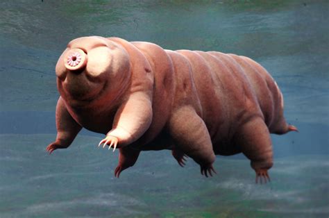 New species of ‘water bear’ discovered in Japanese parking lot Cute ...