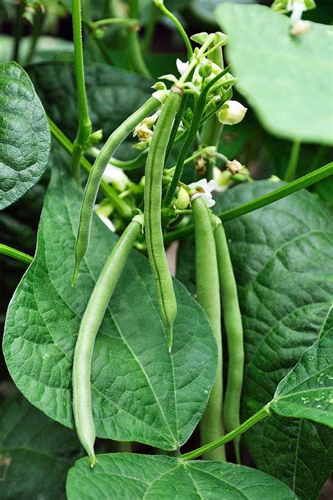 Garden Bean En Espanol at Kirk Seese blog