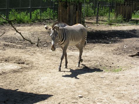 The Ineck Family: Boise Zoo