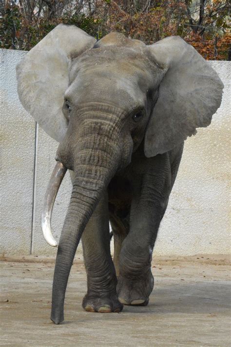 African forest elephant (Loxodonta cyclotis) - ZooChat