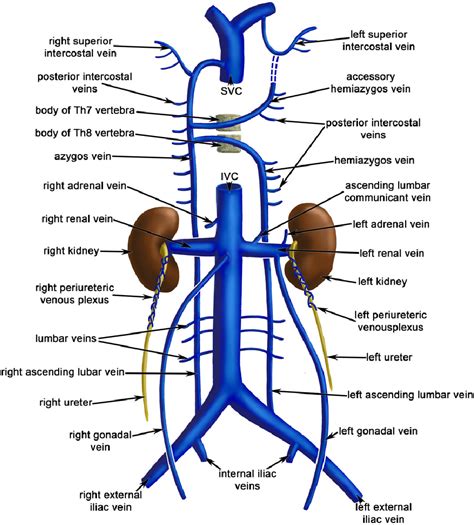 Blood Flow From Abdominal Aorta To Inferior Vena Cava | Images and Photos finder