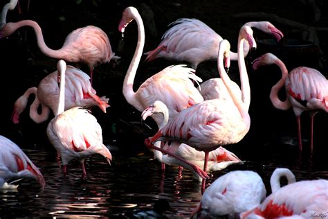 Flamingo mating dance | Flamands Roses Flamingo | Flickr