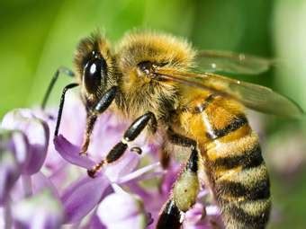 How Bees Make Honey Step-by-Step Process - Kids Facts