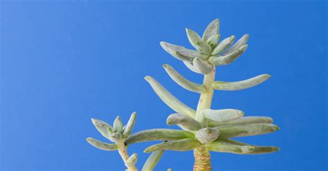 Succulents can grow anywhere in the world, with just a few simiple tips | Story | Succulents and ...