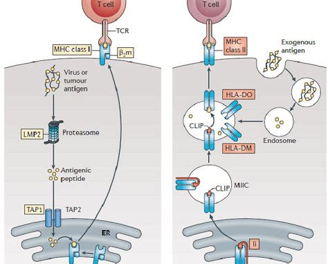 Antigen processing and presentation by MHC molecules - Online Science Notes