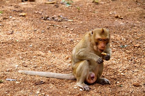 Monkey on Jungle of Thailand 8582534 Stock Photo at Vecteezy