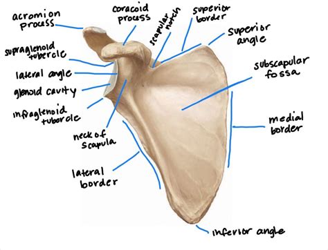 Scapula Infraglenoid Tubercle Pocket Anatomy, 49% OFF