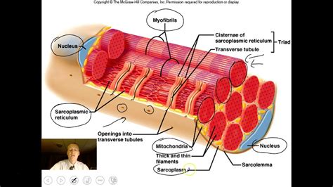 Animal Muscular System - YouTube