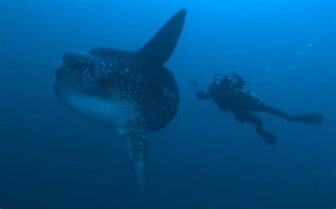 10 Giant Sunfish Facts - Fact Animal