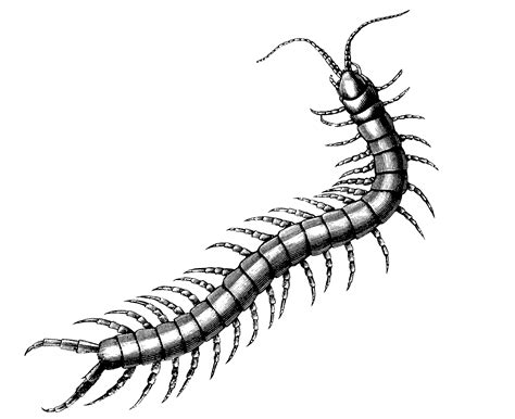 Centipede Drawing | Free download on ClipArtMag