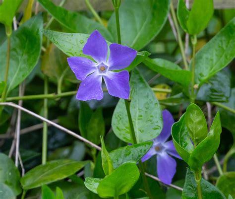 Bigleaf periwinkle - planting, care and tips - live-native.com