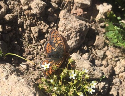 20 Most Endangered Butterfly Species - Insectic