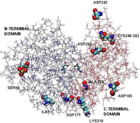 Pepsin enzyme function, source of production and where is pepsin found