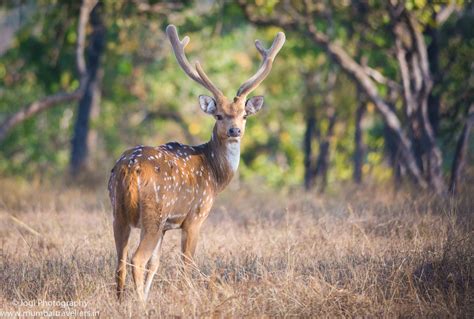 Pench Tiger Reserve | Pench National Park Safari Booking