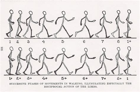 Animation Techniques: 2D WALK CYCLE