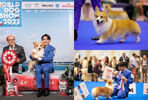 Corgi from the Philippines wins at World Dog Show 2023 | Philstar.com