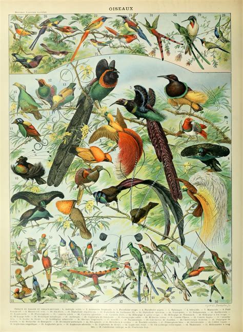Birds Vintage Art Print Free Stock Photo - Public Domain Pictures