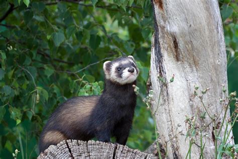 Striped Polecat Stock Photos, Images and Backgrounds for Free Download