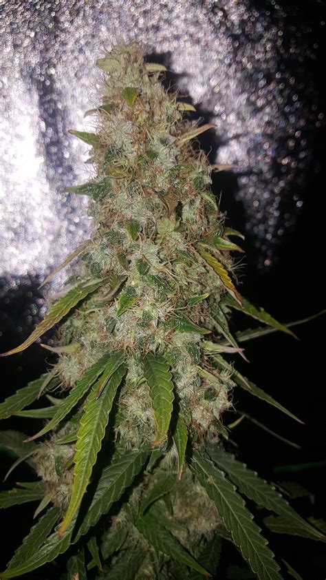 Dinafem White Widow Autoflowering grow journal week11 by RealDreary ...