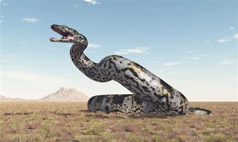 Epic Battles: The Largest Snake Ever vs. A Saber-Toothed Cat - A-Z Animals