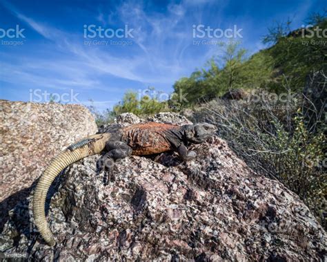 Common Chuckwalla In Habitat Wildlife Photo Stock Photo Stock Photo ...