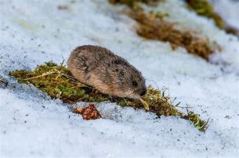 Lemming Animal Facts | Lemmus Lemmus - AZ Animals