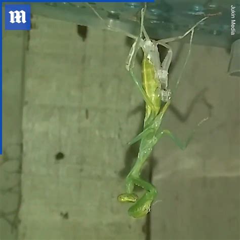 Praying mantis molting | This praying mantis molting looks so weird!😲 ...