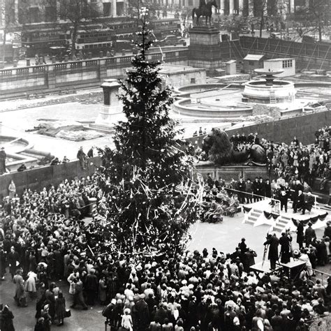 Trafalgar Square Christmas tree: The birth of a tradition - BBC News