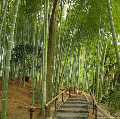 Bamboo grove at Kodaiji, Kyoto