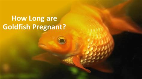 Pregnant Goldfish: Signs of Pregnancy & What They Look Like