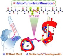 Crystal structure analysis of helix–turn–helix type motifs in α,γ ...