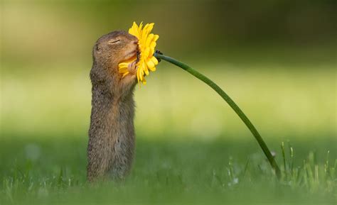 These Adorable Pictures Capture the Moment an Awestruck Squirrel Stopped to Admire Some Flowers