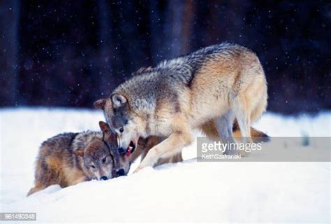 4,071 Gray Wolves Hunting Stock Photos, High-Res Pictures, and Images ...