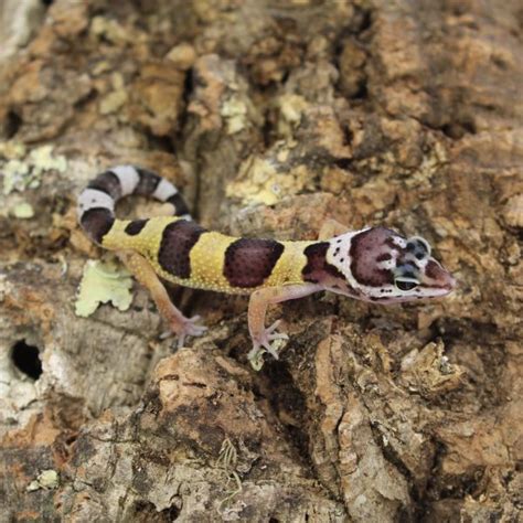 Leopard Gecko – Hatchlings – Eublepharis macularius – Evolution Reptiles