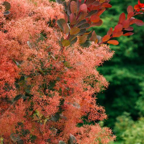 Buy affordable Smoketree trees at our online nursery - Arbor Day Foundation