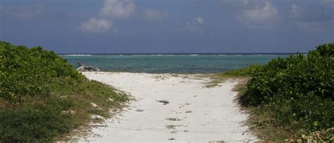 Cayman Islands Flora and Fauna