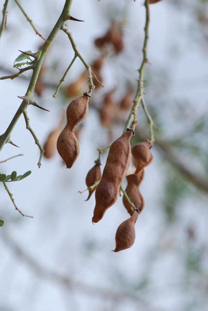 Seed of the Week: Ironwood Tree – Growing With Science Blog