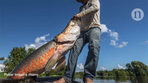 Giant Freshwater Fish Species