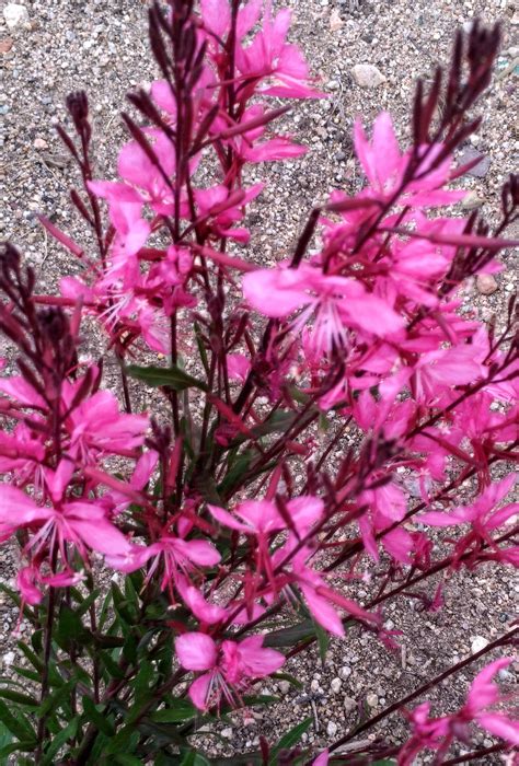 Gaura Plant | Gaura plant, Plants, Gaura