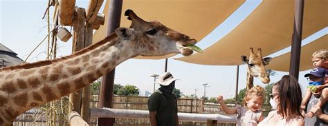 Dubai Safari Park | Tickets, Reviews, Practical Information & More