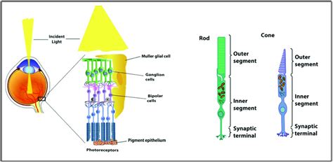 Anatomy of the retina and the structure of rod and cone photoreceptors. | Download Scientific ...